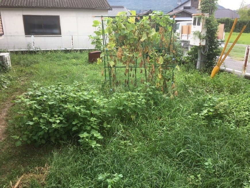 庭草刈り前