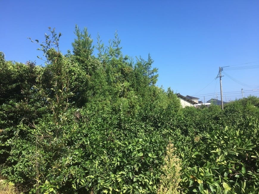 木を切る前　その２