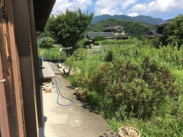 草刈り前