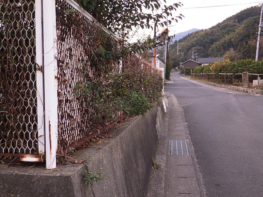伐採前