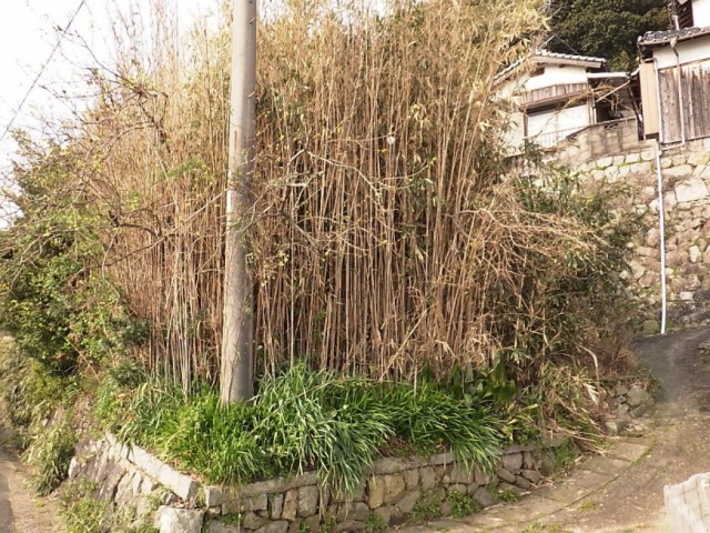竹伐採前