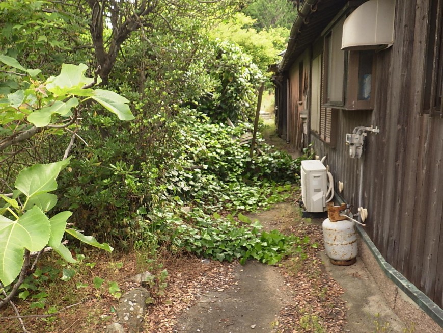 歩道に草が伸びてきています